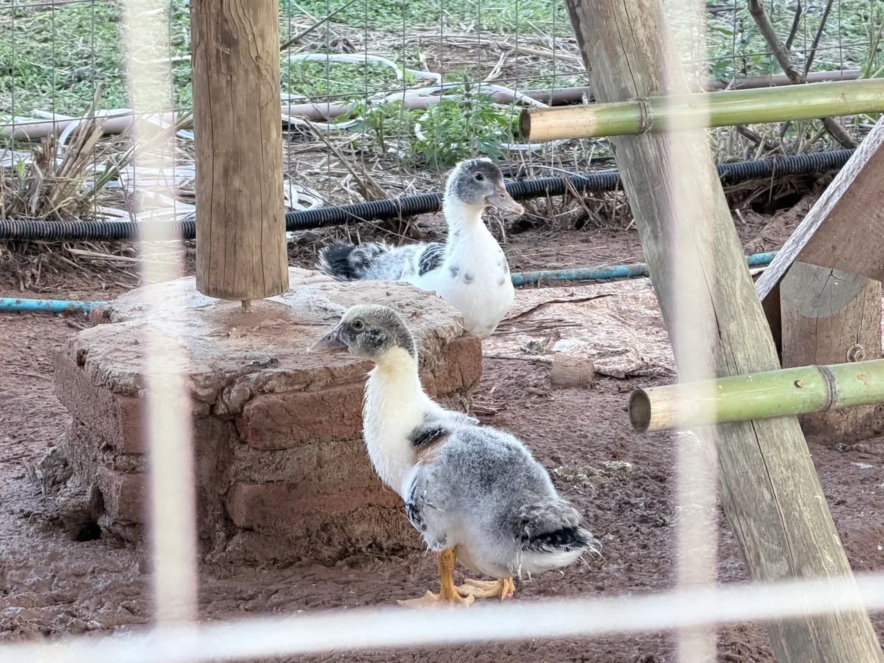 Patos filhotes  - Foto 4