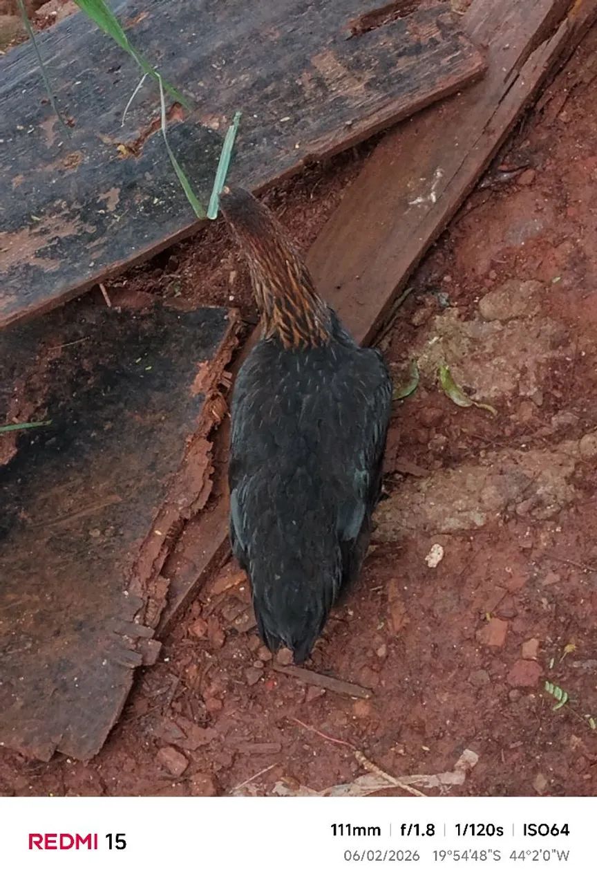 Frangos caipira - Foto 2