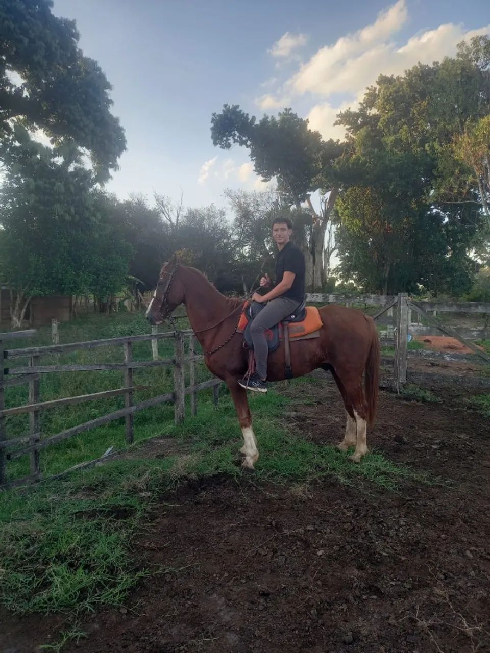 Cavalo manga larga paulista pisador  - Foto 3