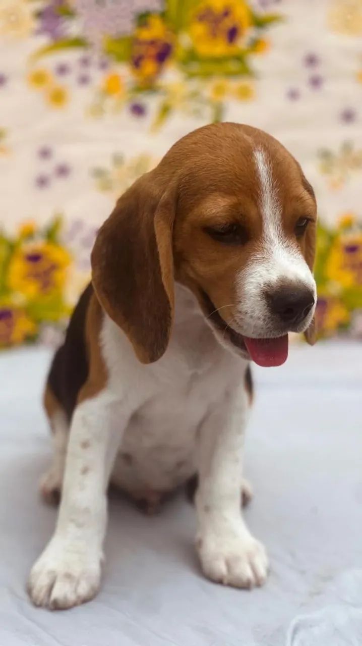Filhote de beagle - Foto 5