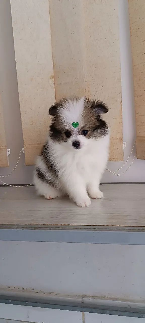 Filhote de Spitz alemão anão  - Foto 2