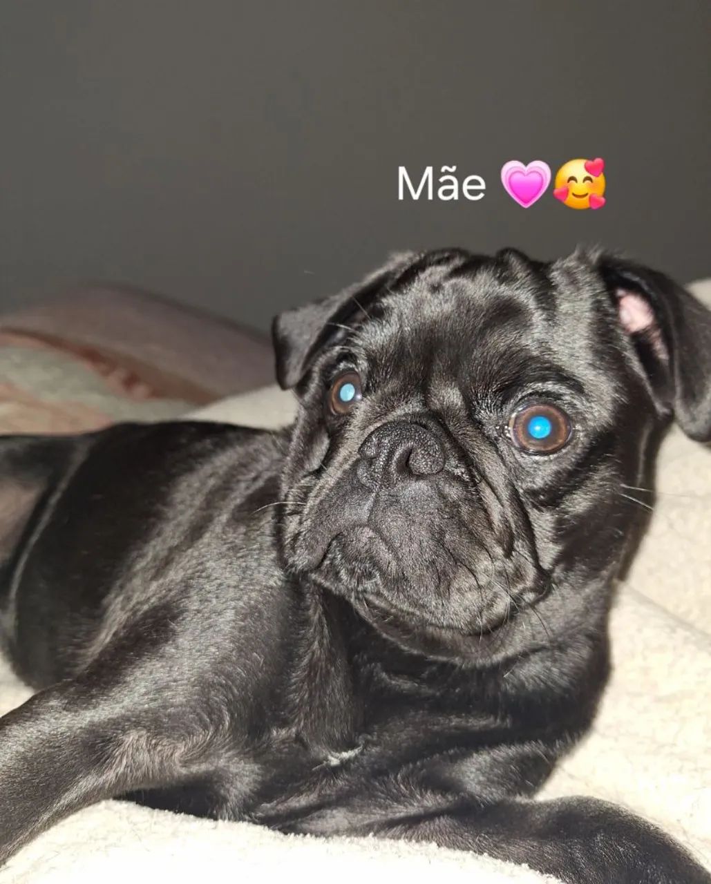 Vendo Pug - Foto 5