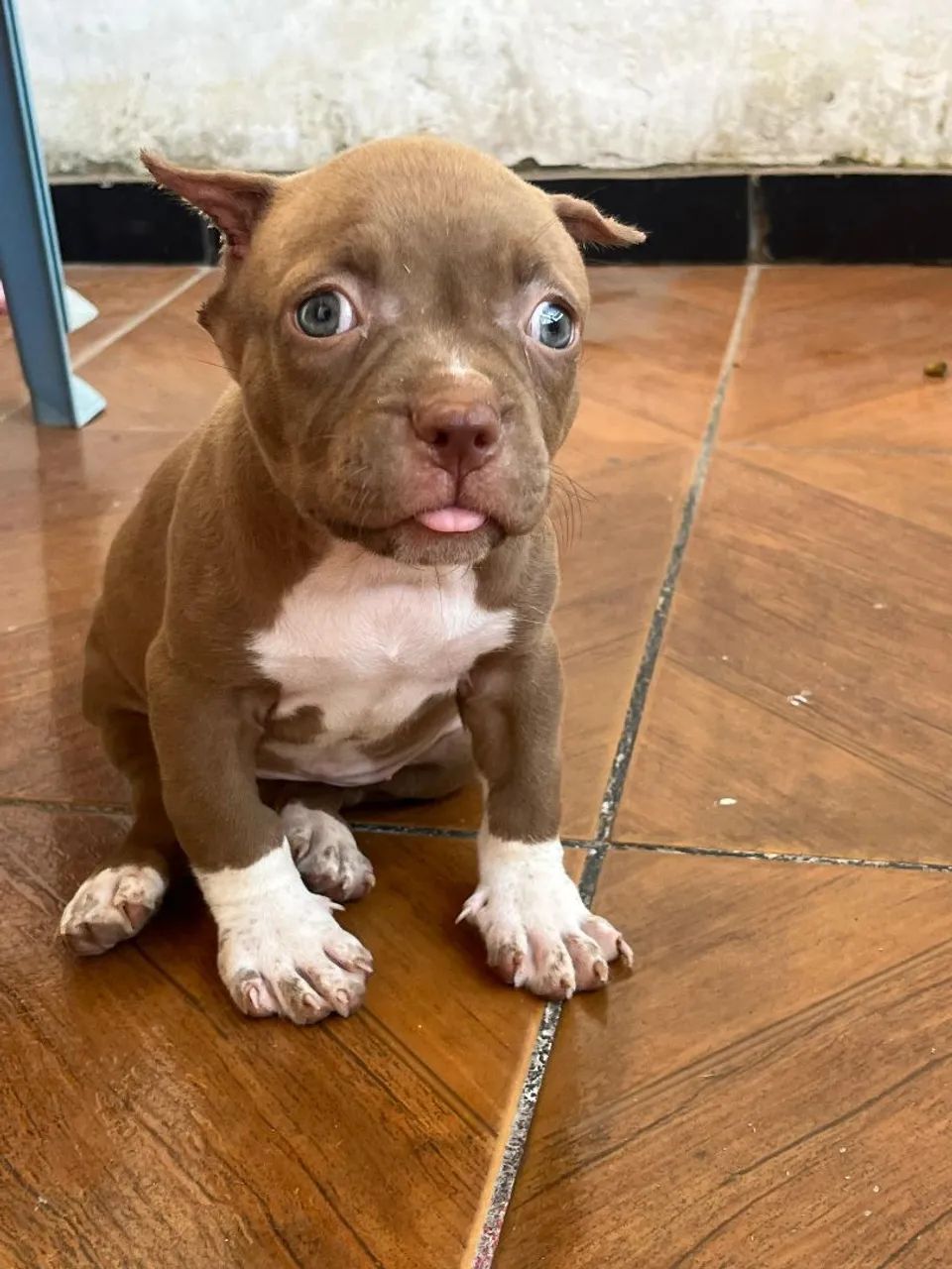 PIT BULL - Foto 2
