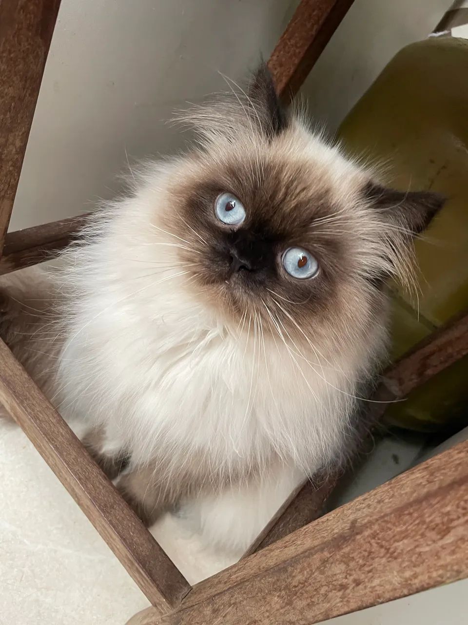 Gato persa