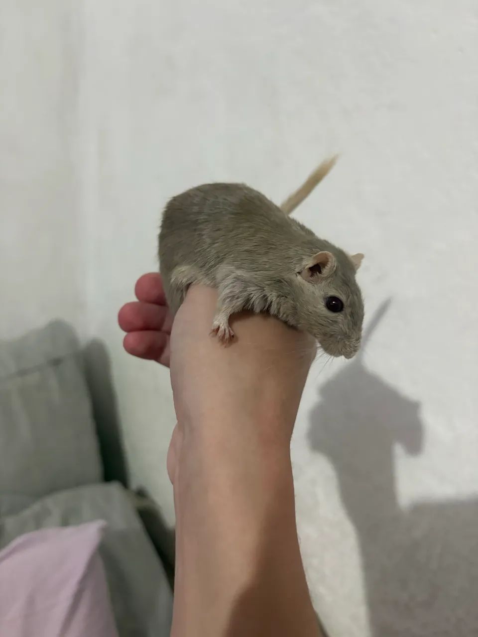 Dupla de Gerbil  - Foto 5