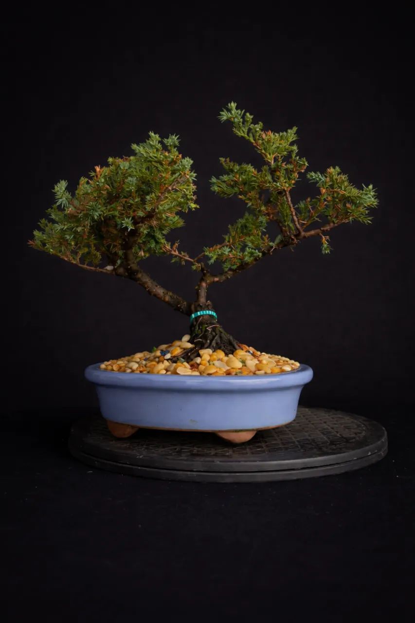 Bonsai Juniperus Horizontalis (Jacaré) / Vaso de Cerâmica Azul