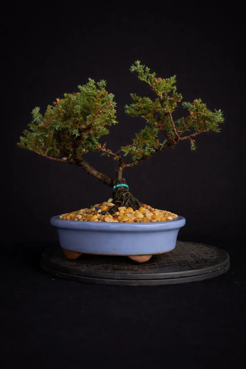 Bonsai Ficus Panda Produzindo / Vaso de Cerâmica Azul Lava