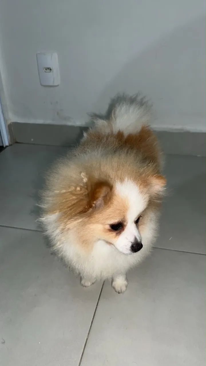 Spitz Alemão  - Foto 2