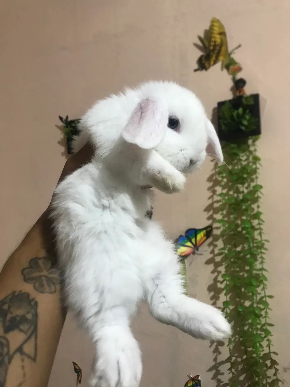 Coelho Mini lop uruguaio super dócil  - Foto 5