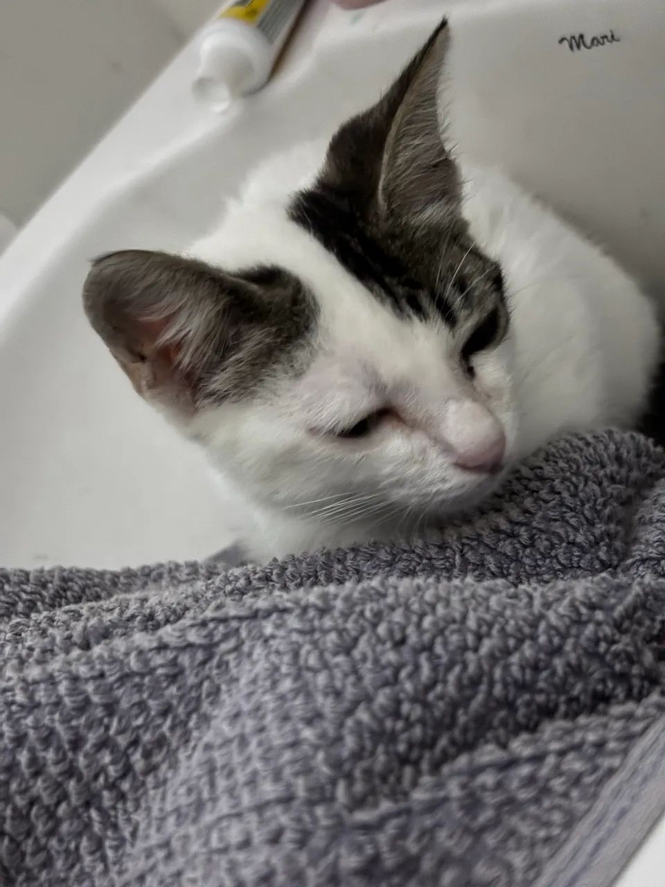 Gata fêmea pra doar