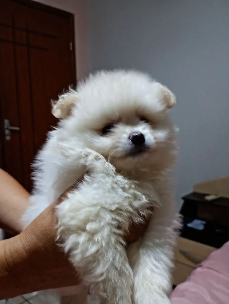 Spitz alemão  - Foto 3