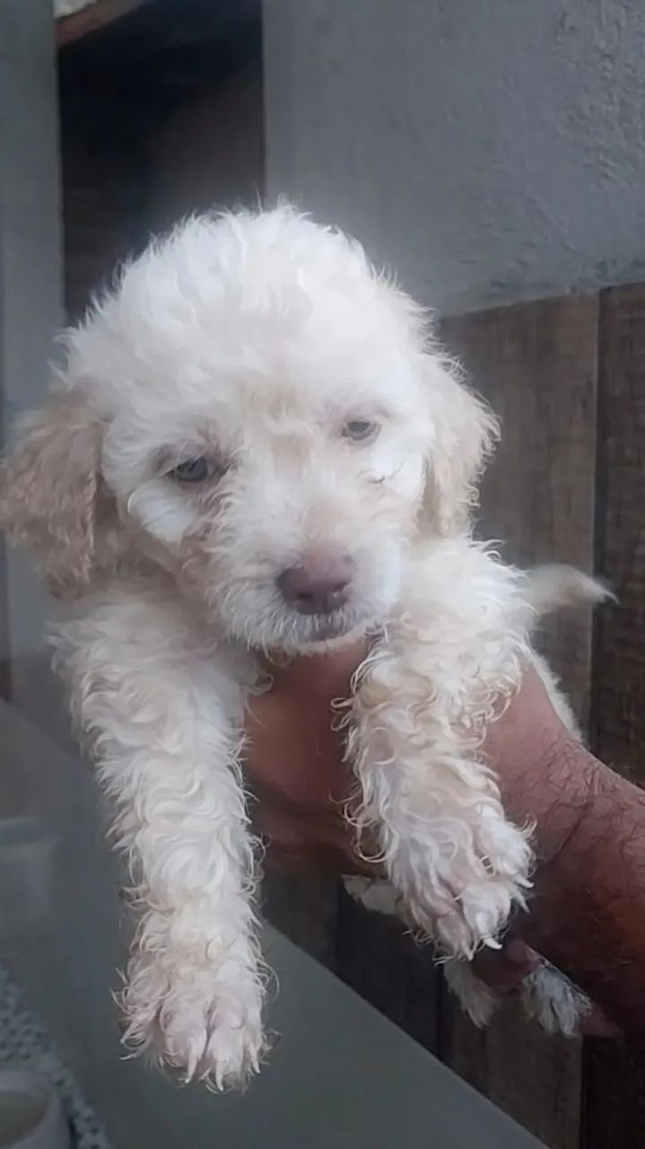 Poodle  - Foto 3