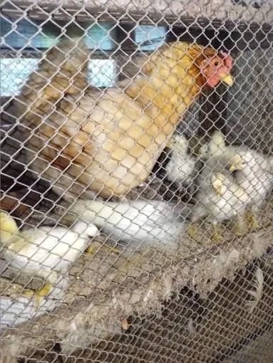  Garnizé macho crista de Rosa e pintinhos de raças misturadas . - Foto 4