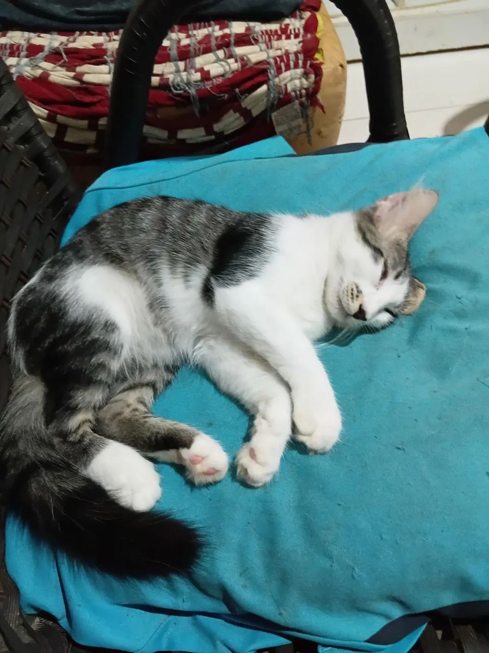 Gatas pra adoção - Foto 4