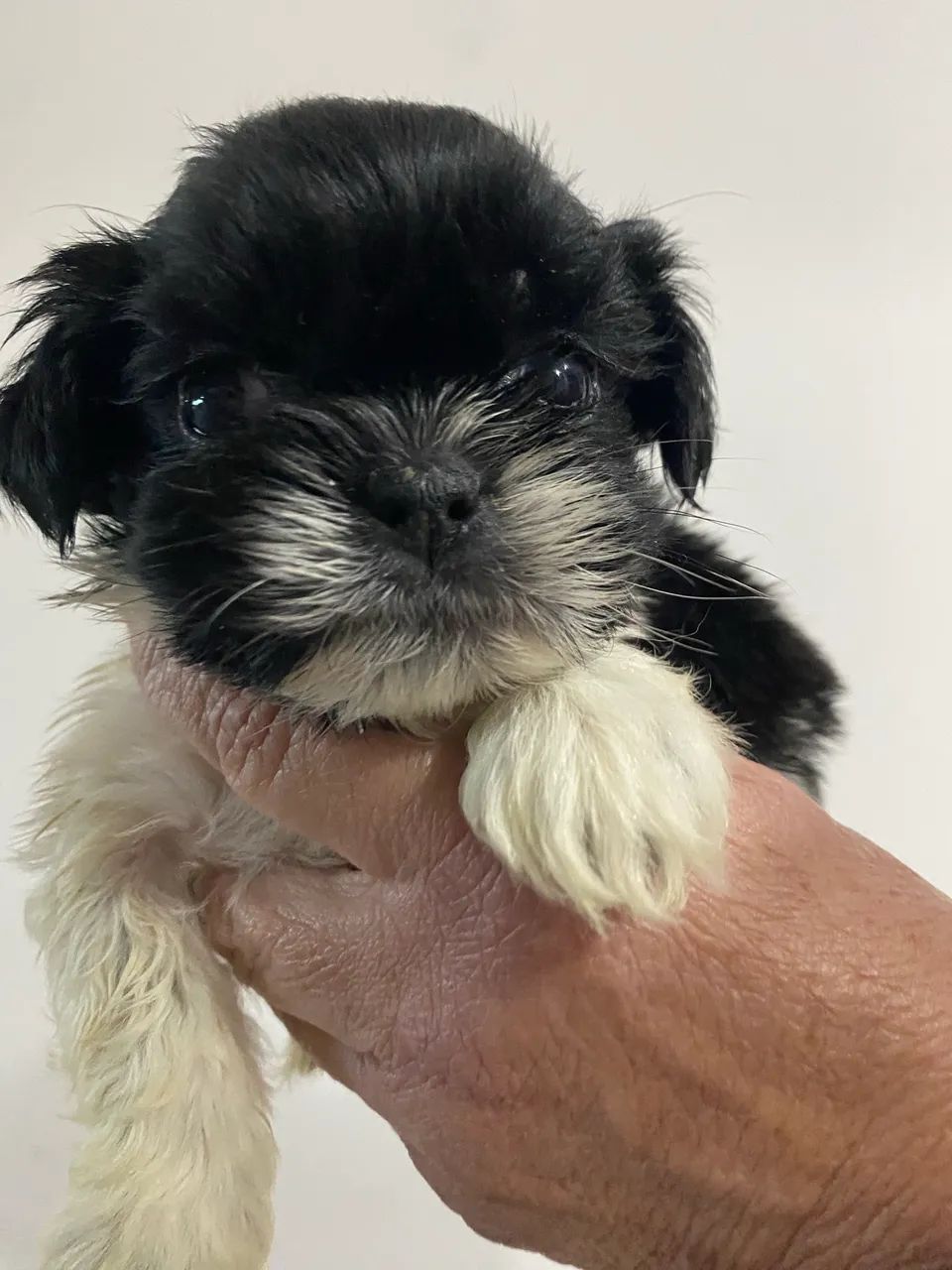 Filhos machos shihtzu - Foto 3