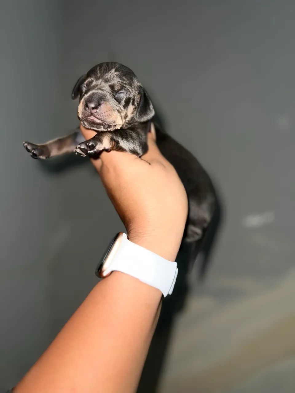 Filhotes Daschund ( Basset/Teckel ) FÊMEAS  - Foto 4