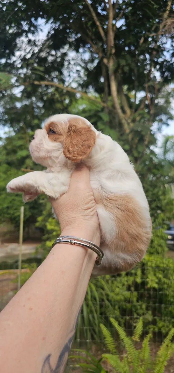 Cavalier King Charles Spaniel Macho Blenheim - Foto 4