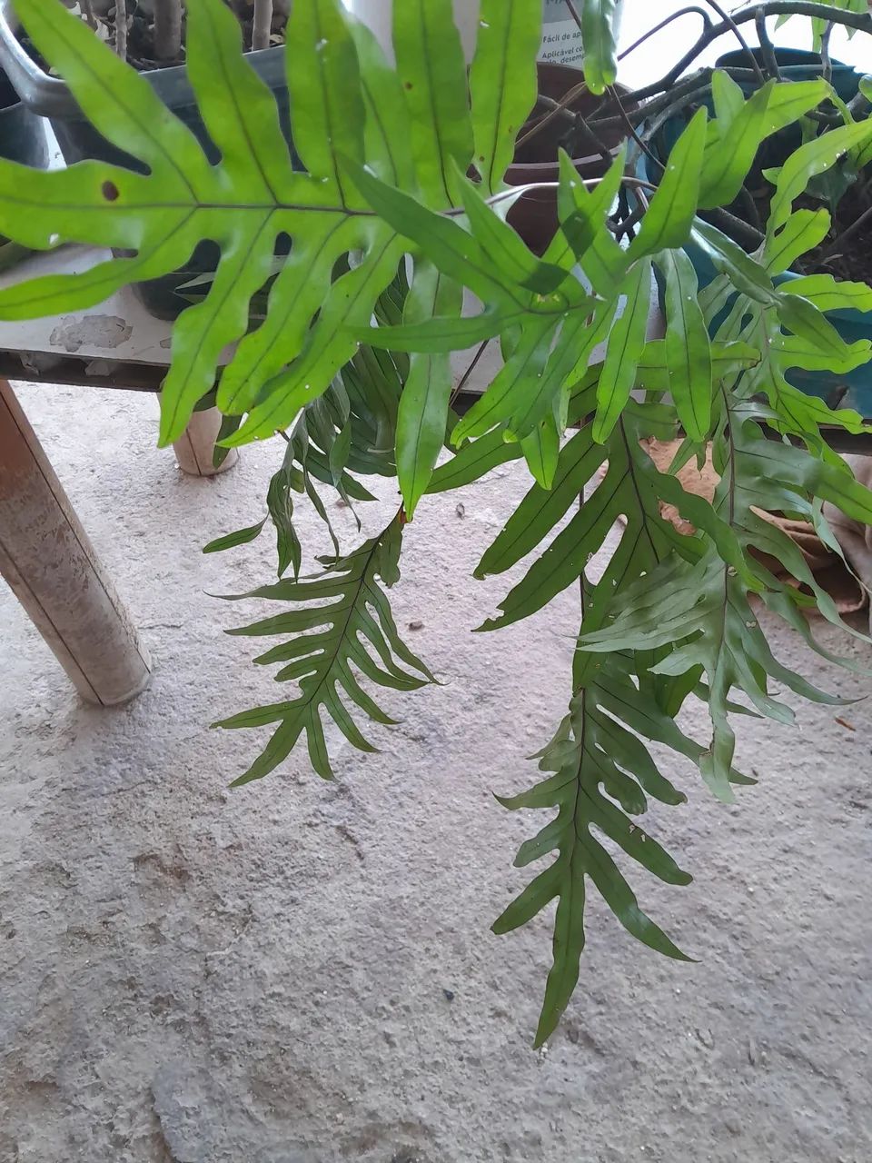 Plantas já pegadas