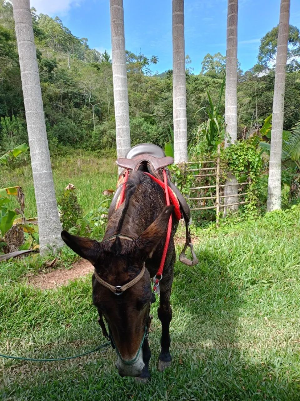 Burro muito bom de cela manço top - Foto 4
