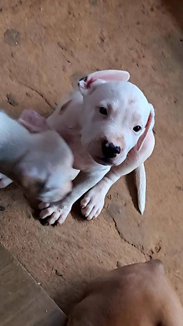 FILHOTES PIT MONSTER 
