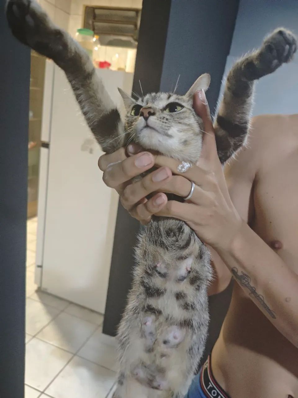 Gata para adoção responsável - Foto 3