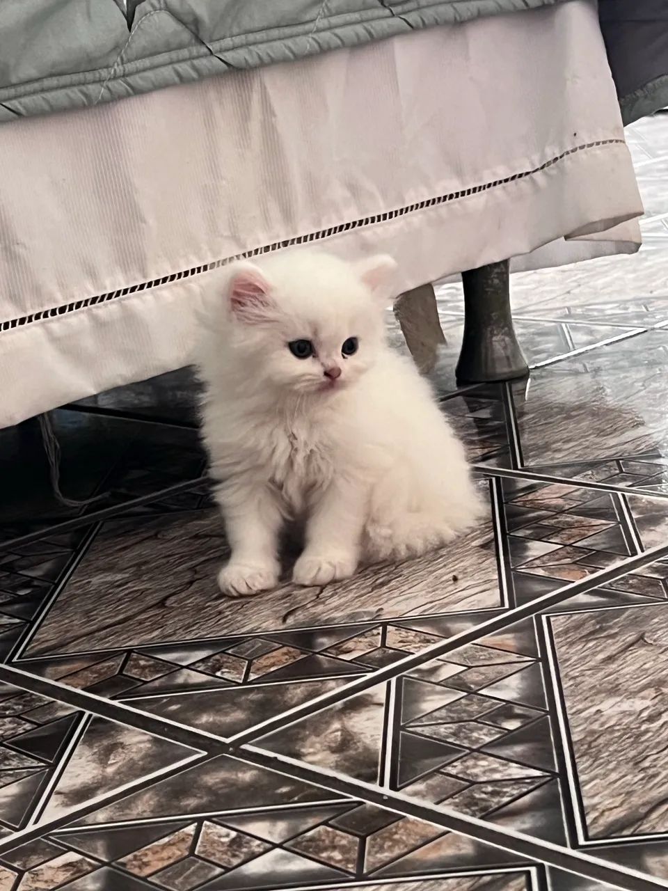 Gato persa 
