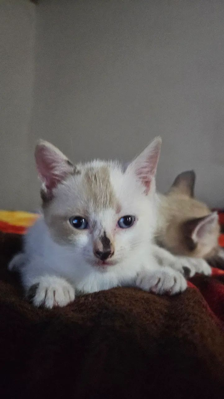 Gatos Doação  - Foto 3