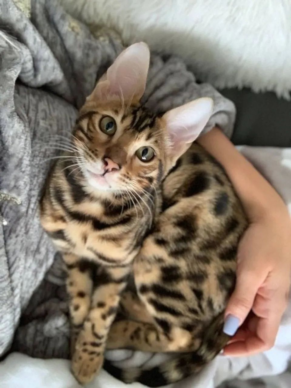 Bengal Oncinha Lindos Filhotes 