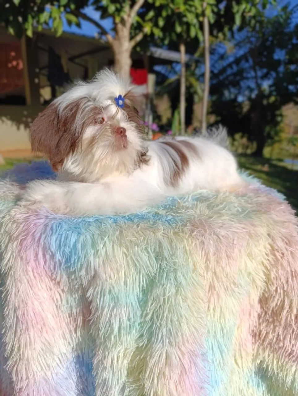 Shihtzu  - Foto 2