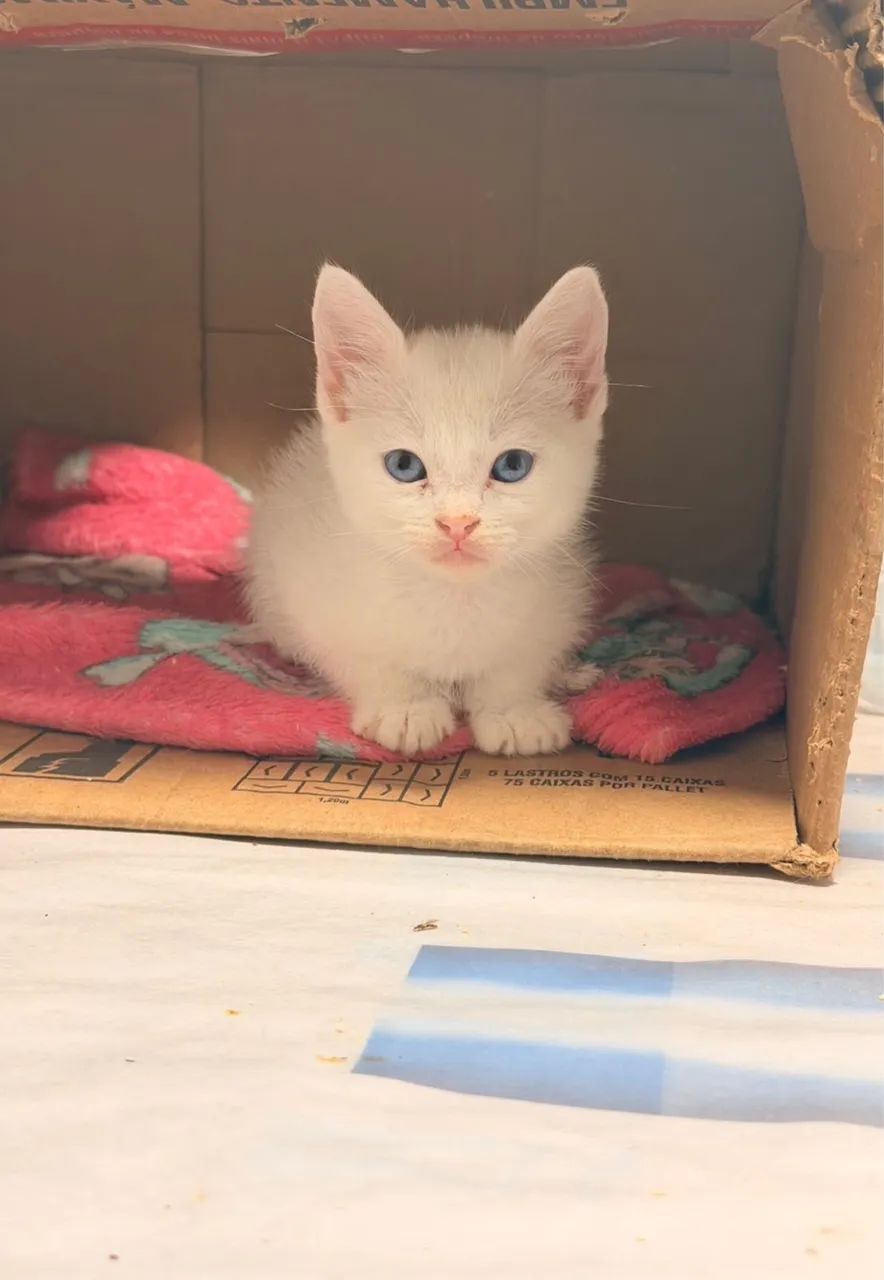Angora Bebezinhos