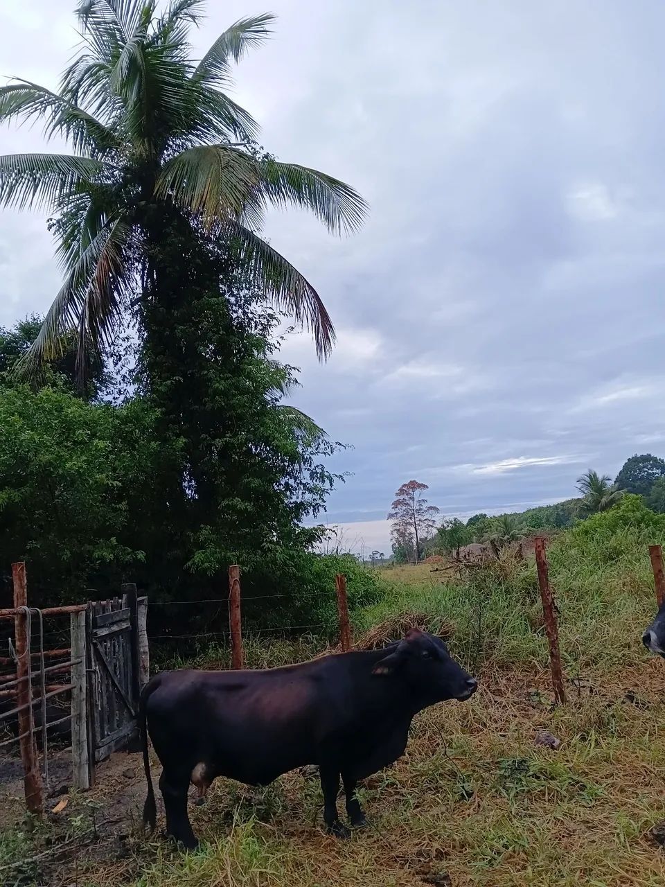 Mini Vaca parida - Foto 2