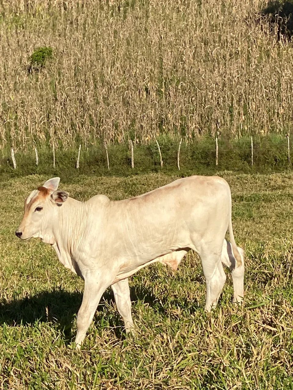 Vacas - Foto 4
