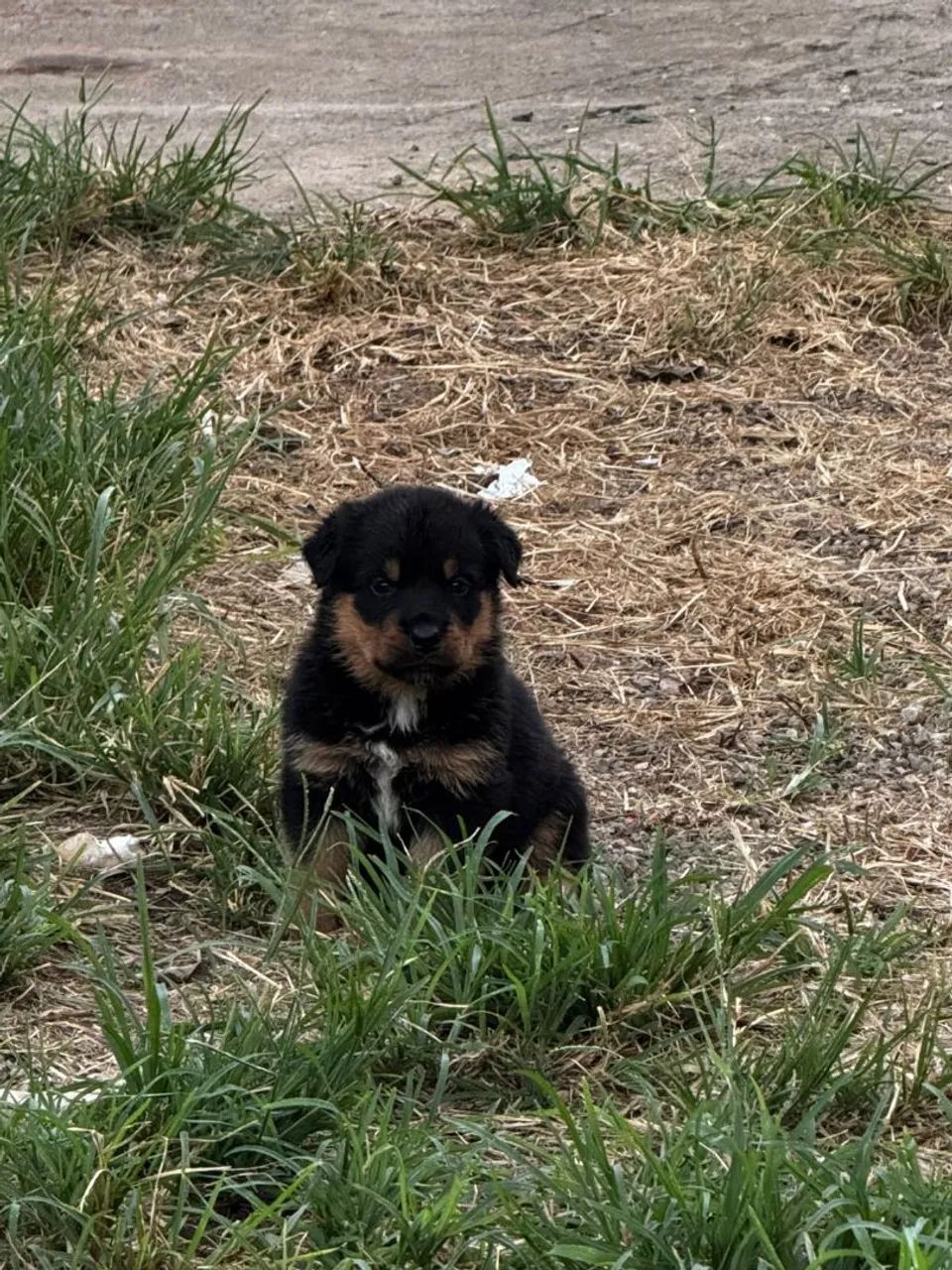 ROTTWEILER CABEÇA DE TOURA - Foto 5