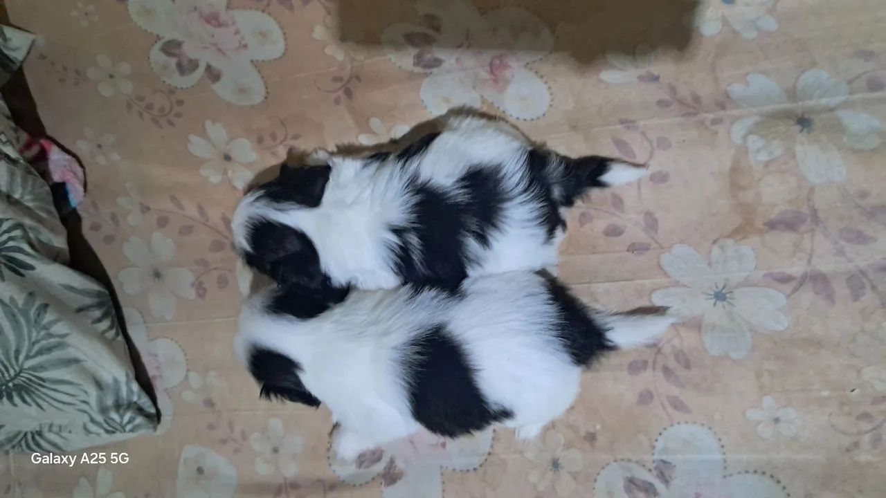 Shih-tzu filhotes 