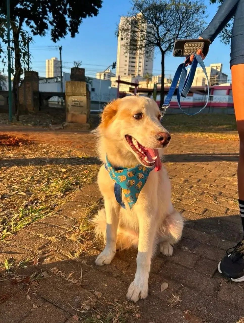 Adoção responsável  - Foto 3