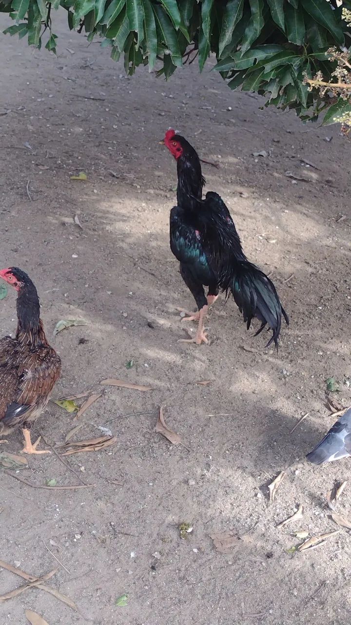 Vendo galos e galinhas  - Foto 2