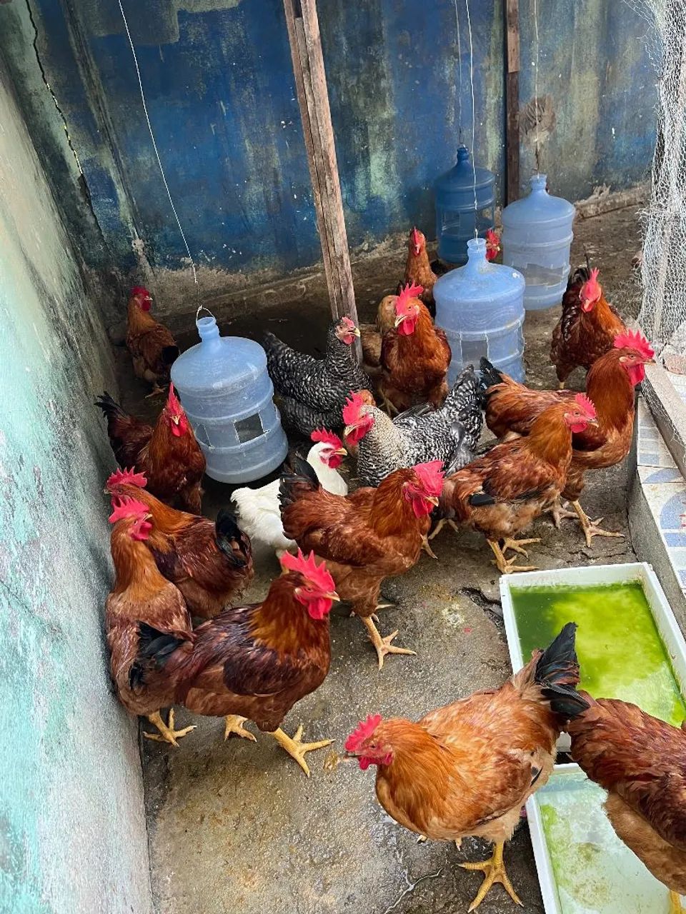 Galo e galinhas - Foto 2
