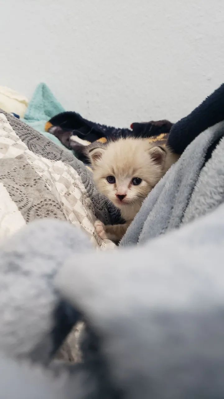 Doação responsável de gato