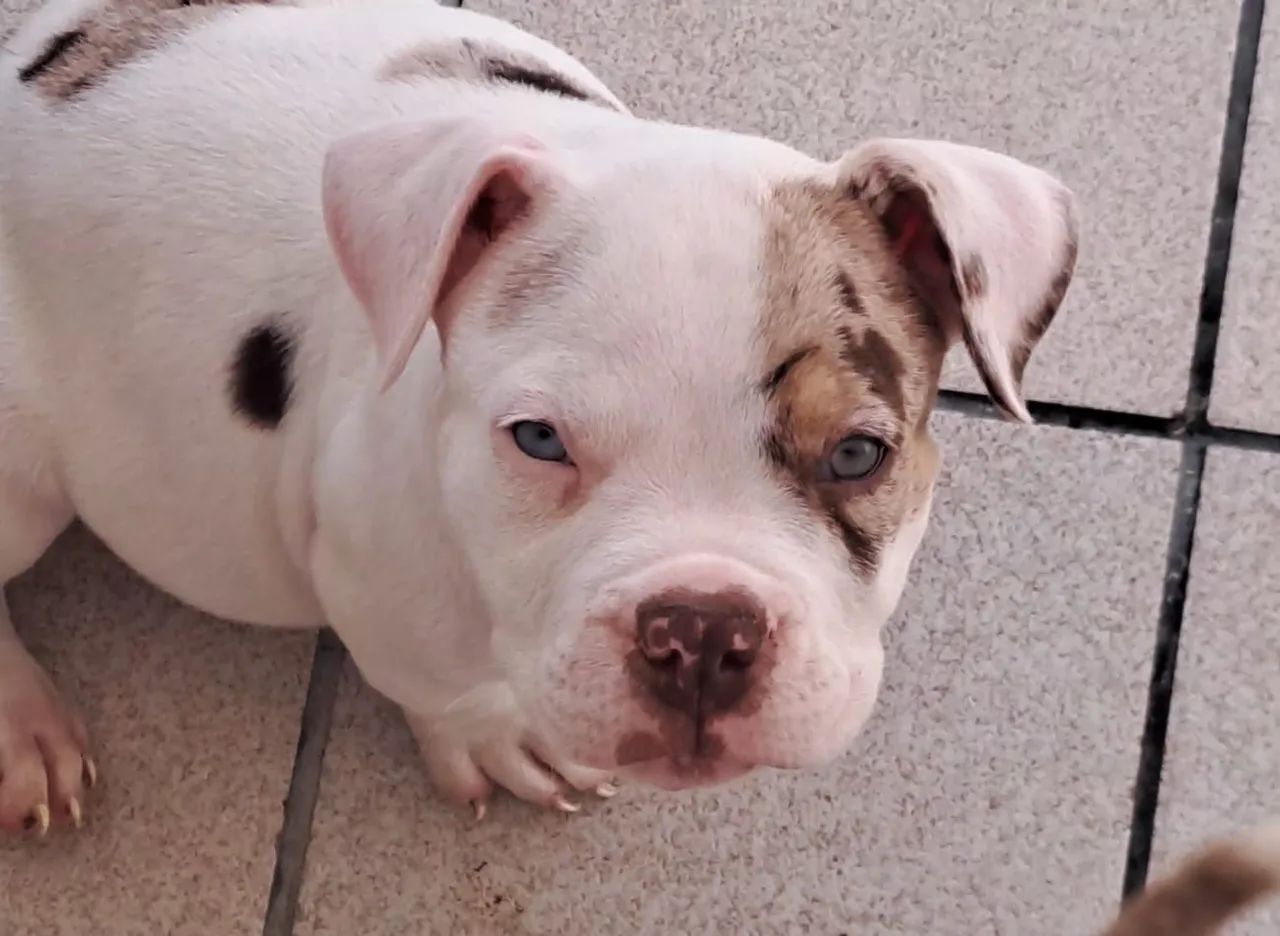 American bully Merle