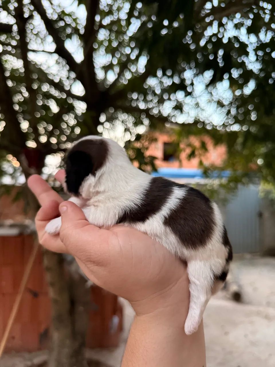 Shitzu Mini  - Foto 5