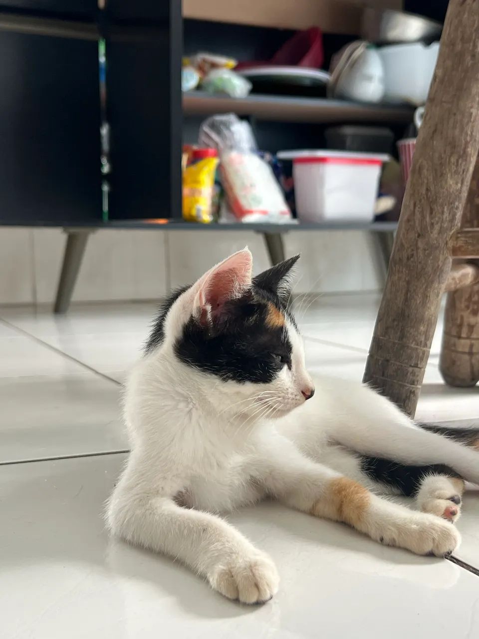 Doação Responsável  - Foto 2