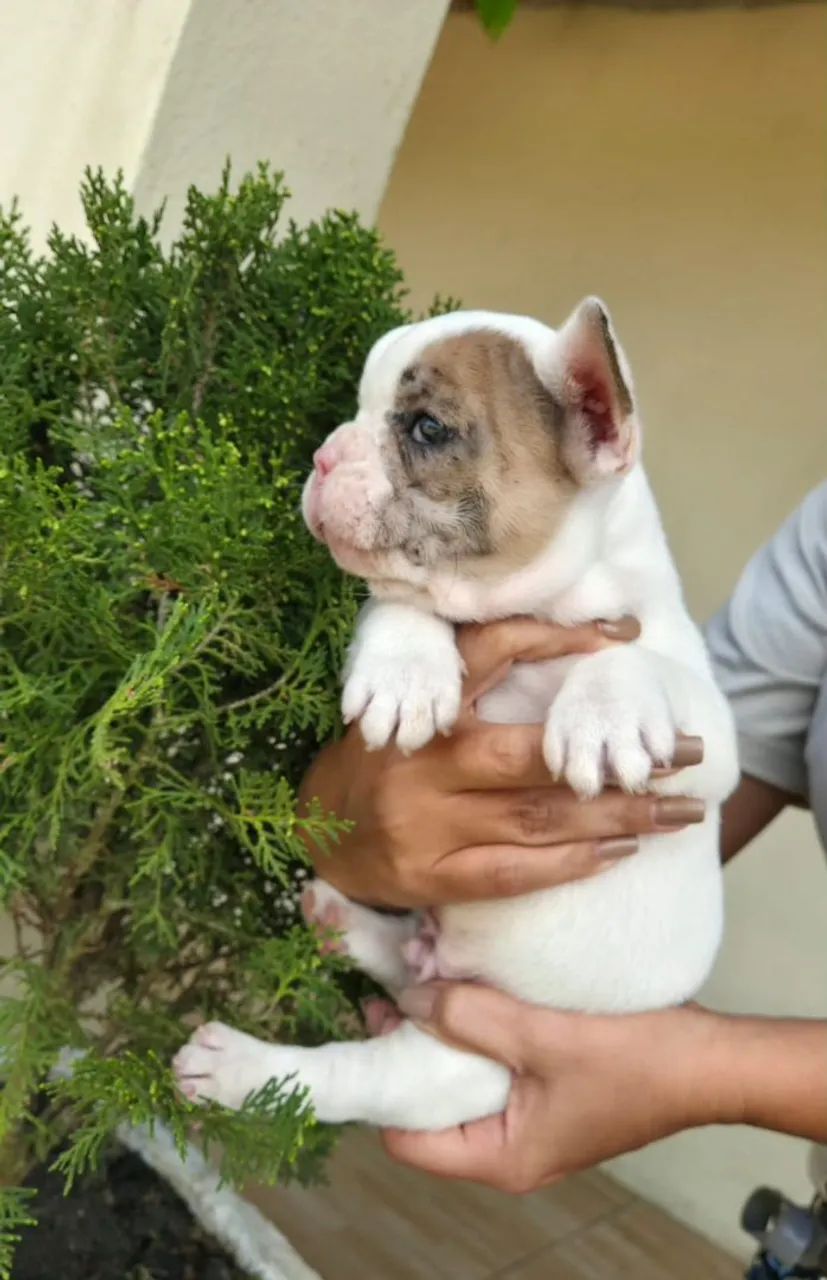 Bulldog francês  - Foto 3