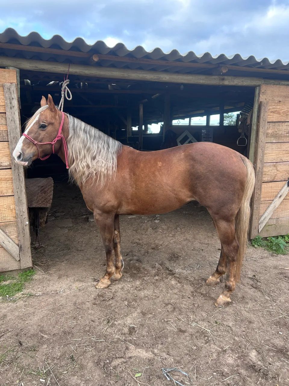 Cavalo Quarto de Milha - Foto 3