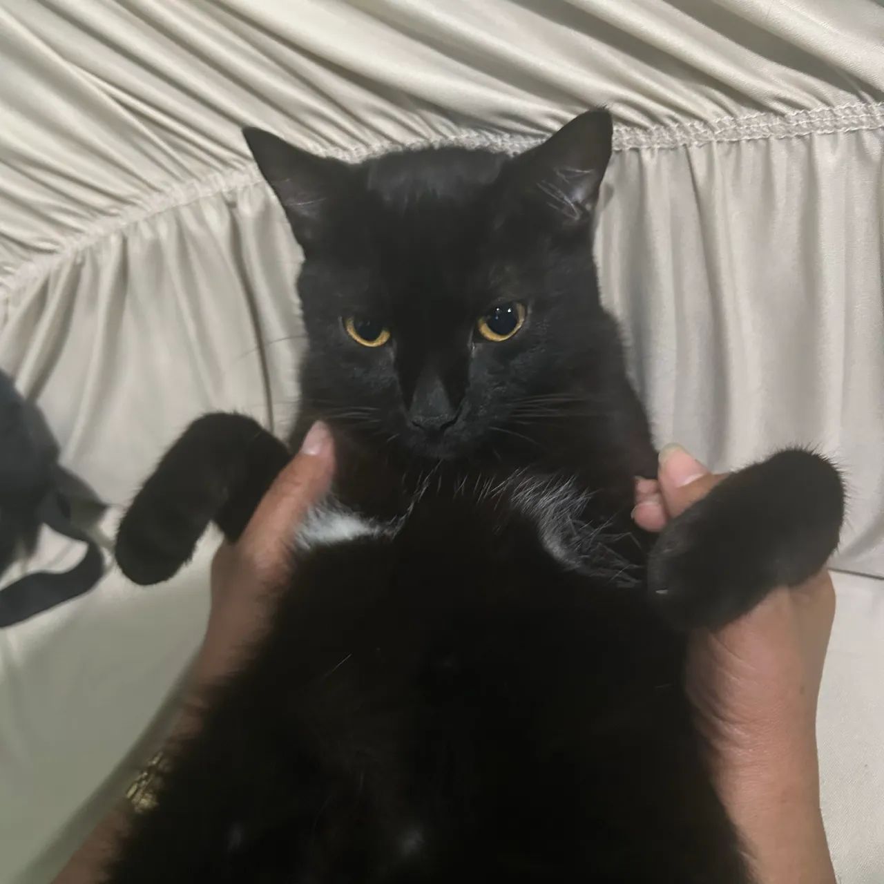 Gatos - Foto 2