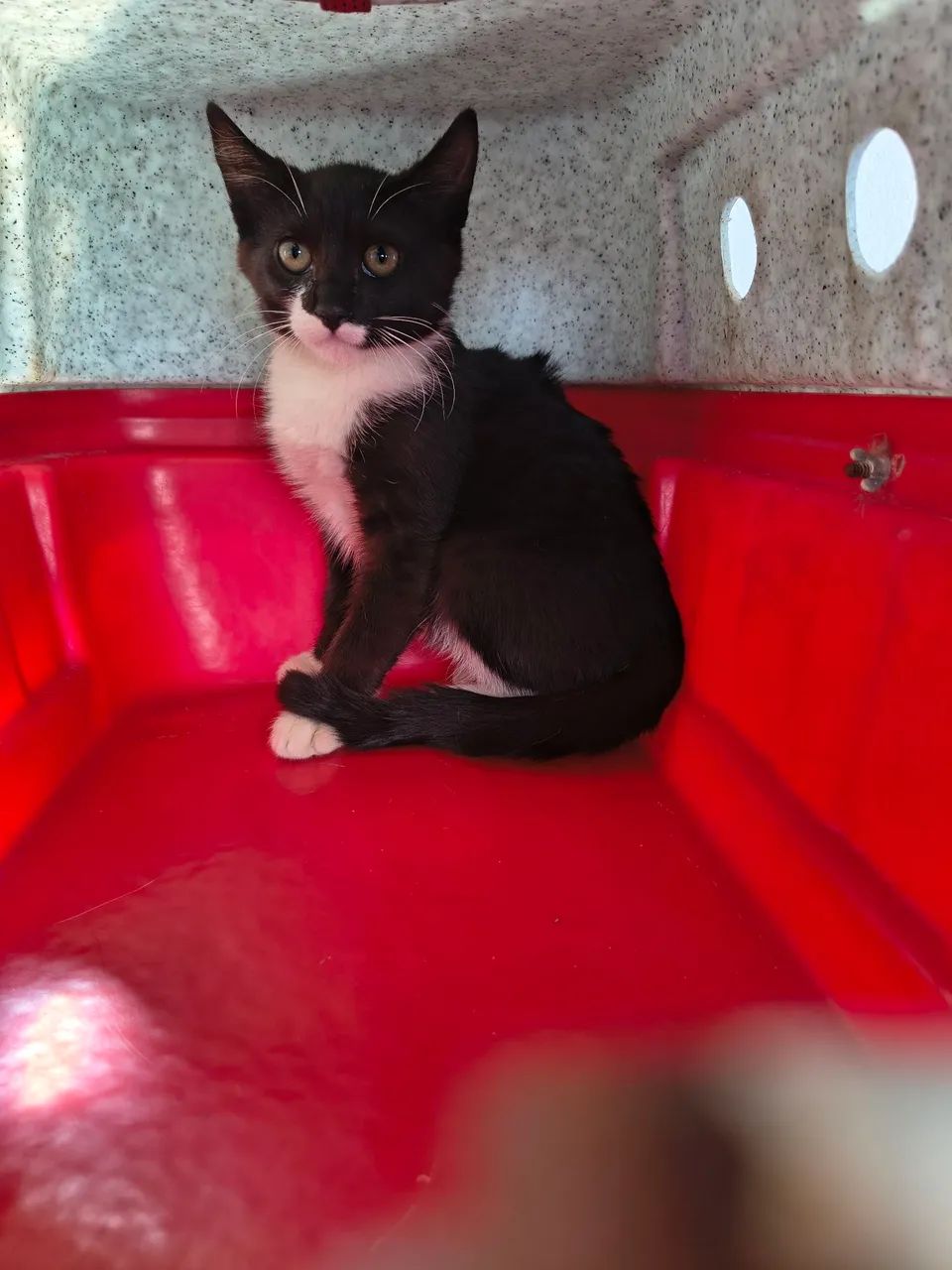 Doa se gatinhas  - Foto 2