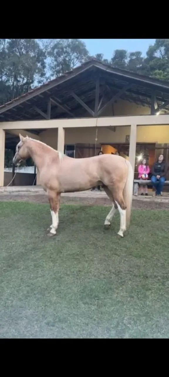 Cavalo crioulo documentado (Juca ruivo da recorrida) - Foto 6