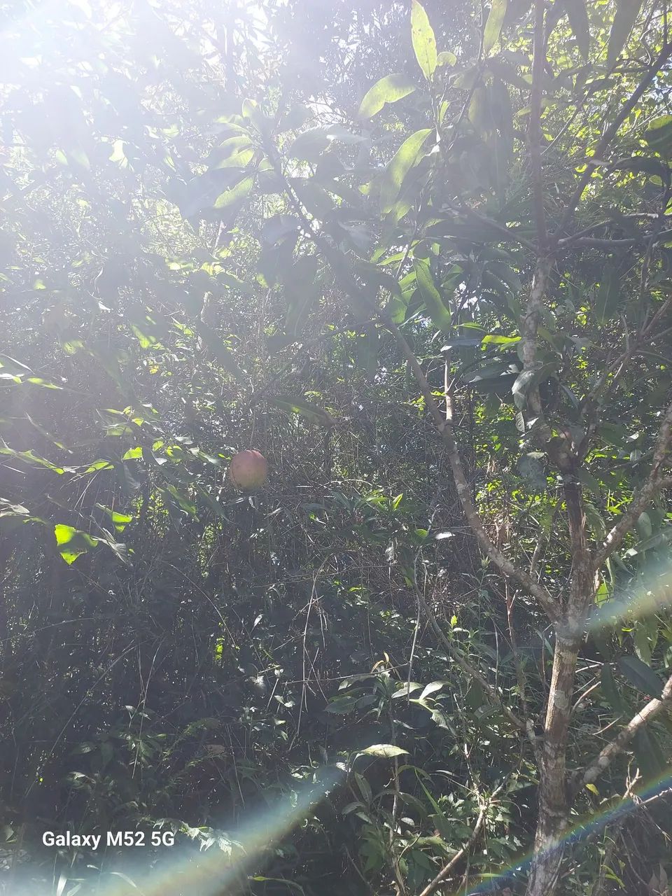 Vendo terreno em Antônio dos Santos Caete MG.  - Foto 4
