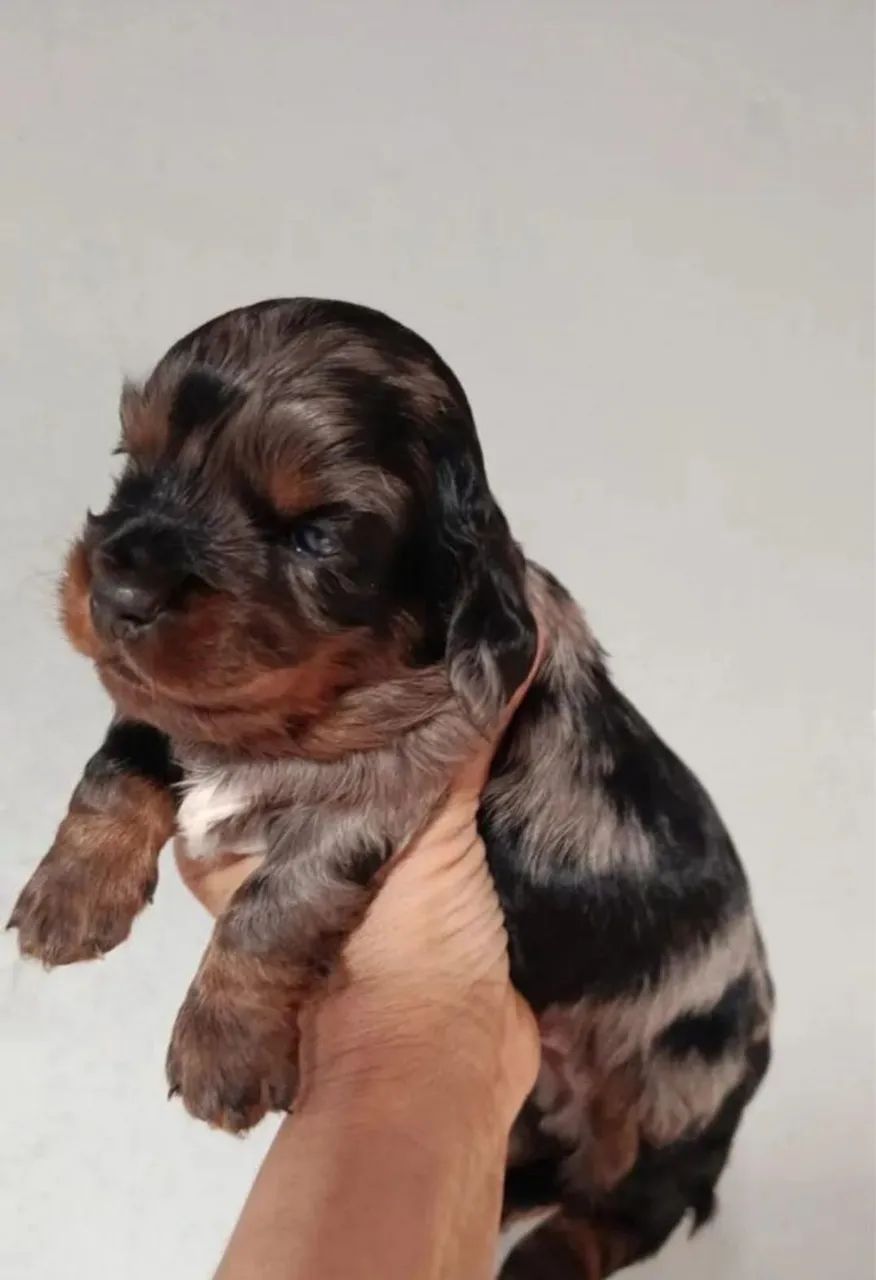 Dachshund  - Foto 3