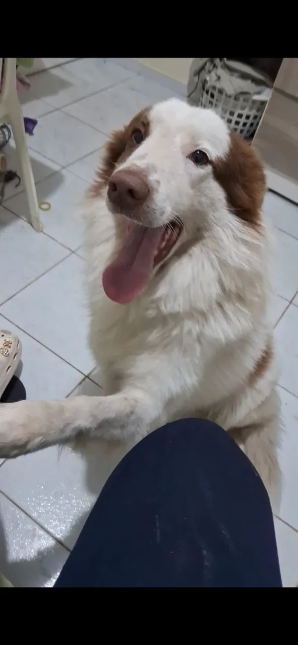 Cachorro Border Collie 