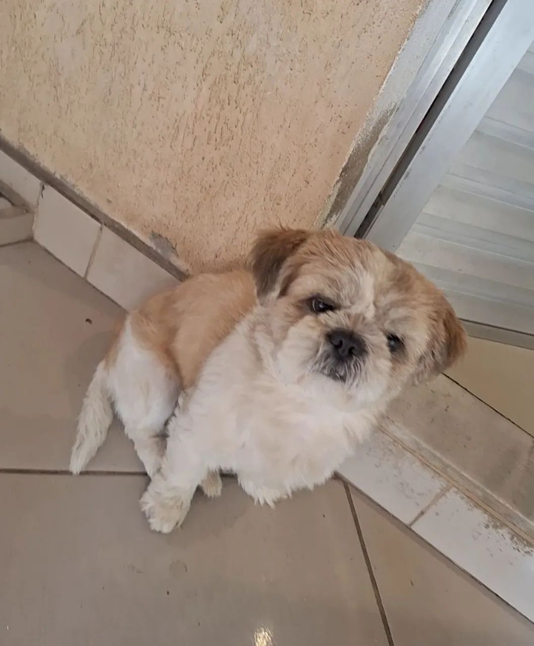 Shihtzu puro - Foto 4